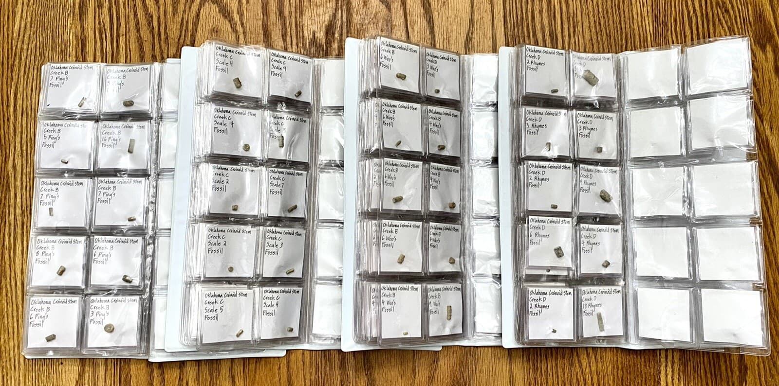 Crinoid Fossil Stem Collection, Oklahoma - Well Organized