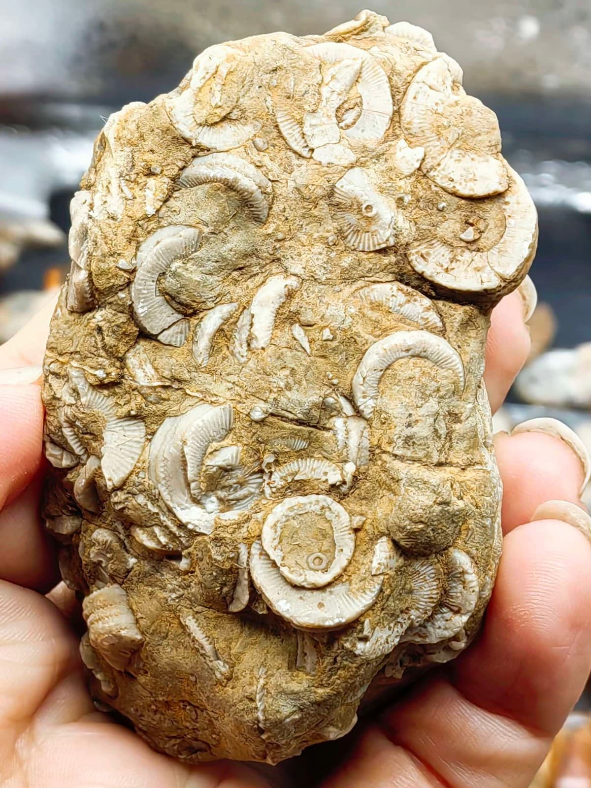 Natural Devonian prehistoric Jurassic biota crinoids Fossils