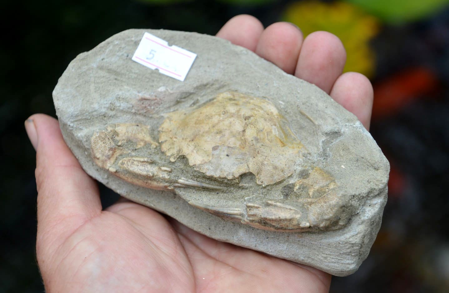 AMAZING FOSSIL CRAB FROM JAVA, INDONESIA BEST VALUE FOSSIL CRABS ANYWHERE! #5