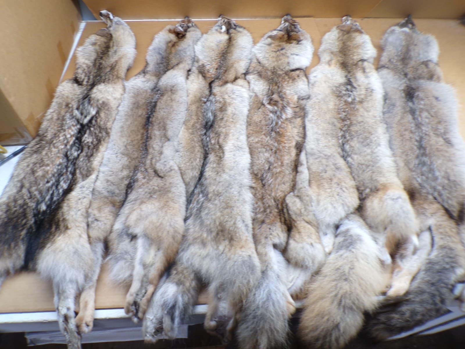 Tanned Eastern Coyote Hide/Furs/Trapping/Taxidermy/Crafts