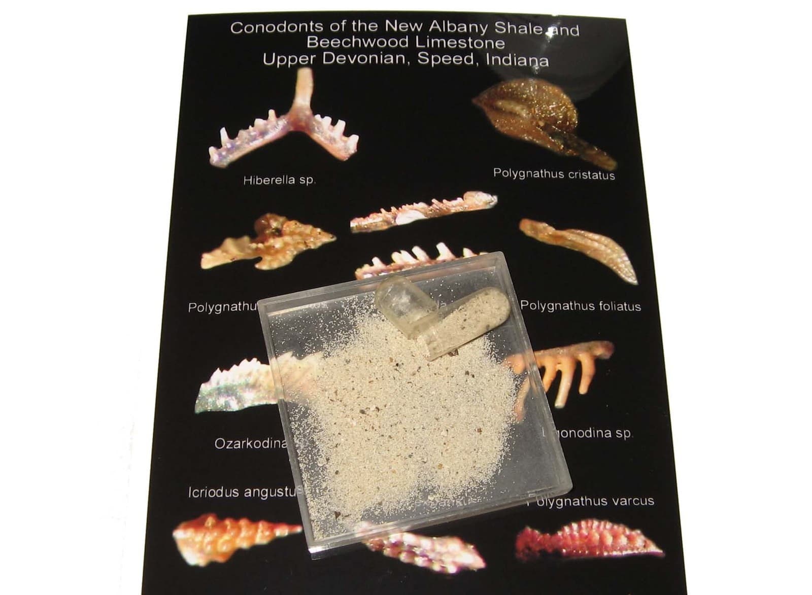 Devonian conodont rich micro fossil sample New Albany Shale excellent specimens