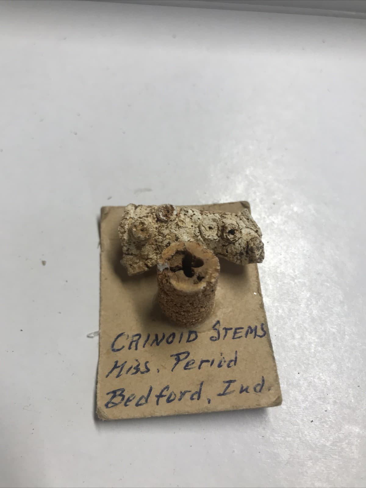 2x Hydreionocrinus Crinoid Stems - Missing period Bedford., Ind Size 5/8” & 1”