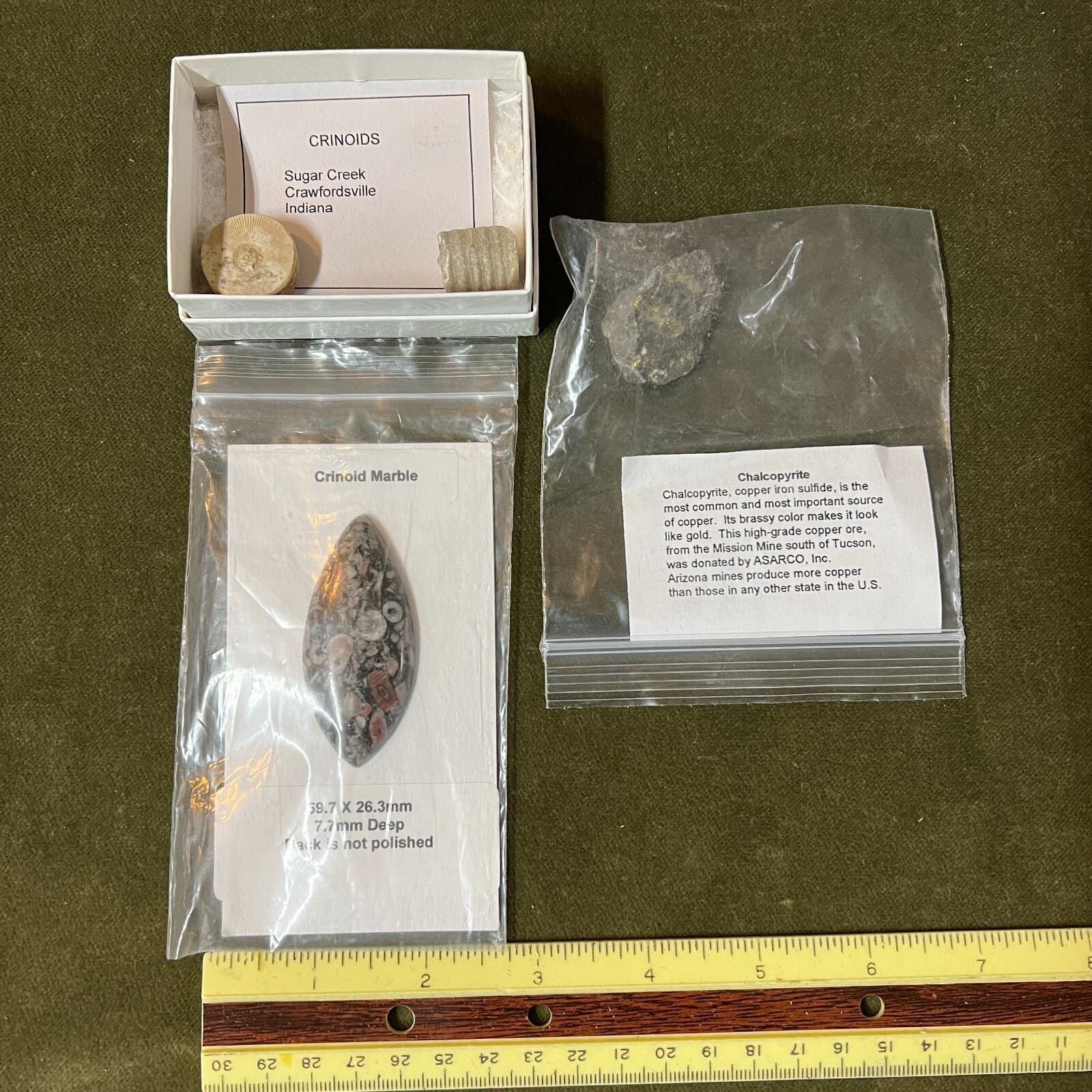 Crinoid Marble Fossil, Chalcopyrite & Crinoids