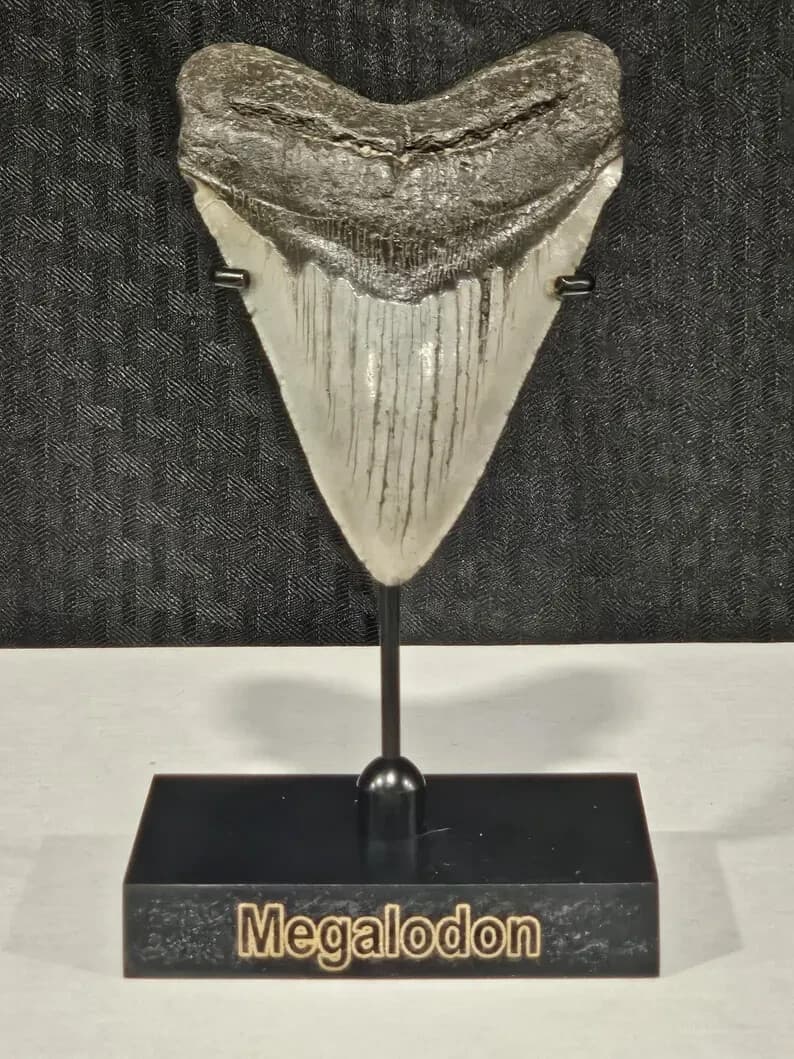 TOP SELLER! Black Megalodon Display Stand shark teeth fossil TOOTH NOT INCLUDED