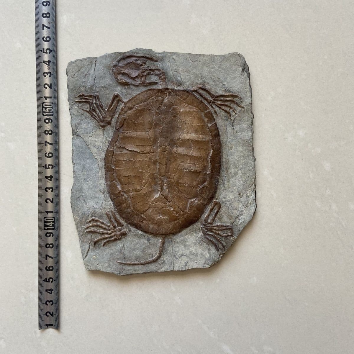 Unique and authentic fossil fossils of ancient organisms A04