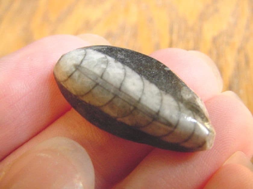 (F370-V) Orthoceras marbilized fossil straight horn shell nautiloid cephalopod