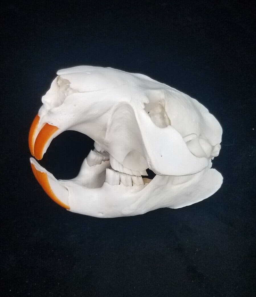 Real Beaver Skull - Castor canadensis - Generic Listing - American Sourced