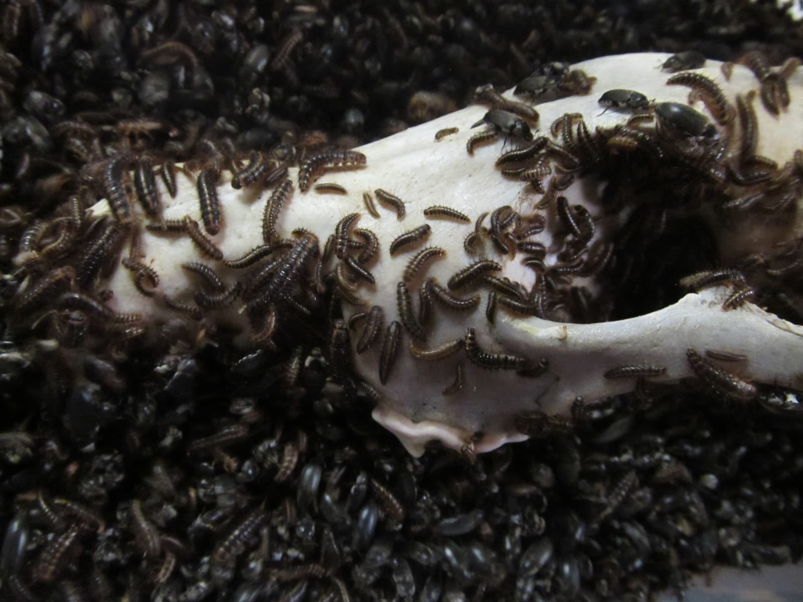 1,500+ Dermestid Beetles & Larvae-Clean, Live, Healthy - Walks Again Taxidermy®