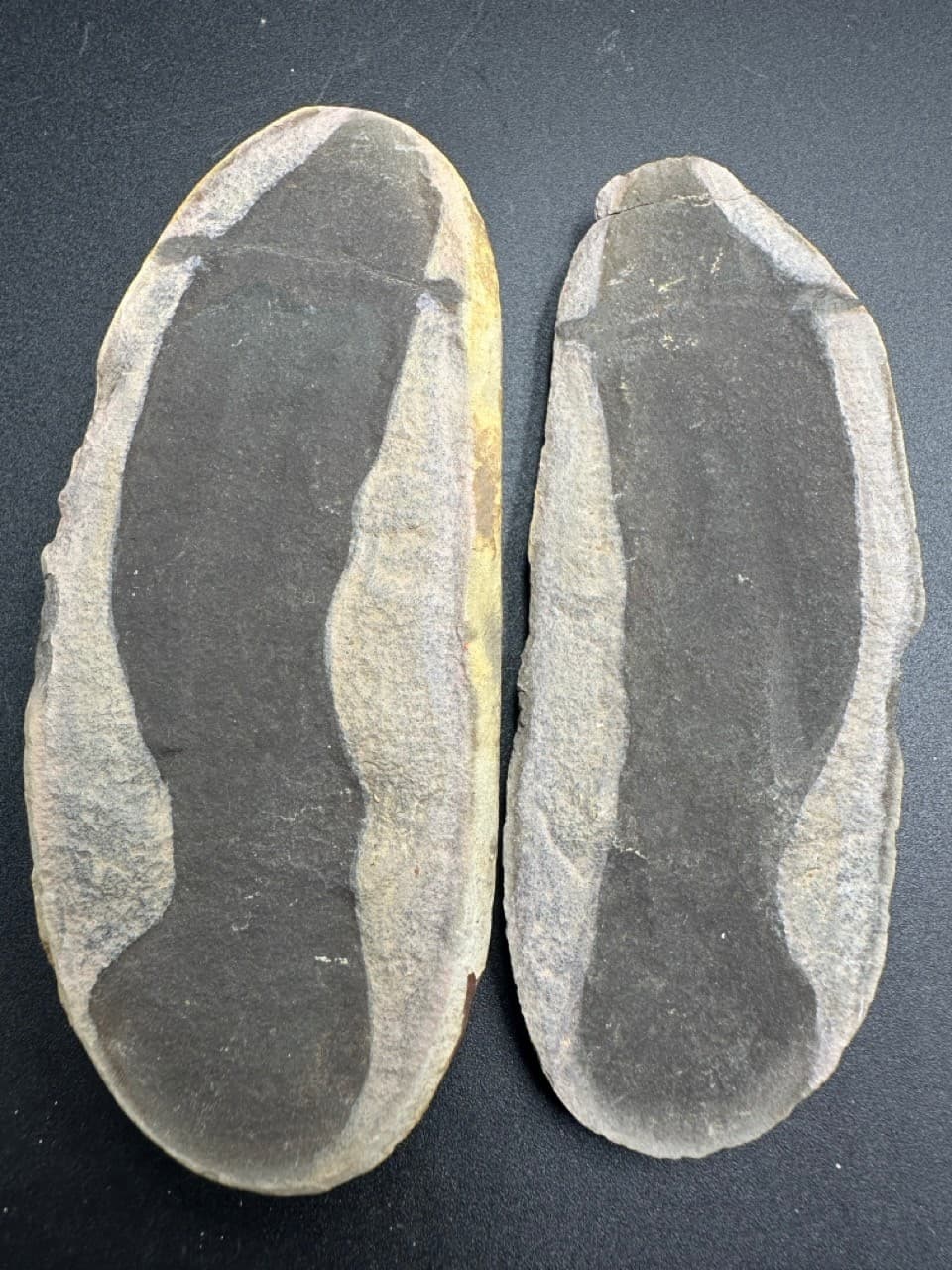 Tullimonstrum gregarium fossil - Carboniferous - Illinois - counter slab - rare