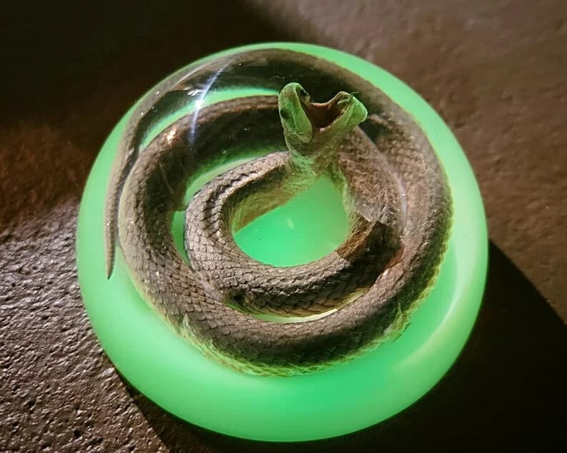 Real snake in resin, glow in the dark, oddities curiosities, Enhydris Plumbea