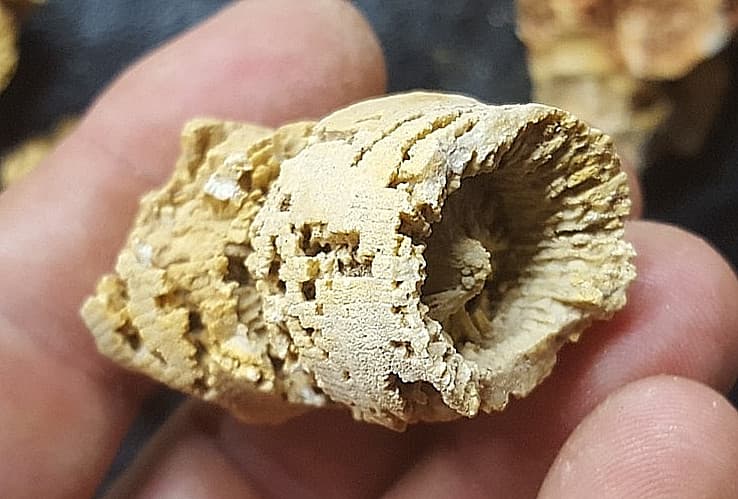 13 Horn Coral Fossils Cheatam Co TN Specimens