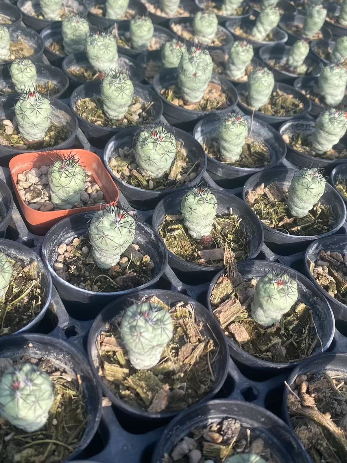 2PCS RareSucculent Plant Ortegocactus macdougllii Cactus Selfroot 1.5-2CM