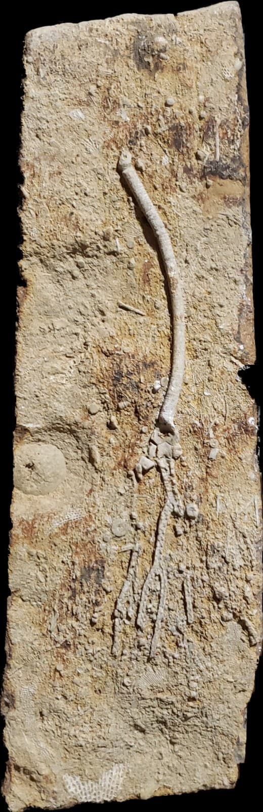 Large Fossil Crinoids on Mississippian Plate from Franklin Co,Northern Alabama