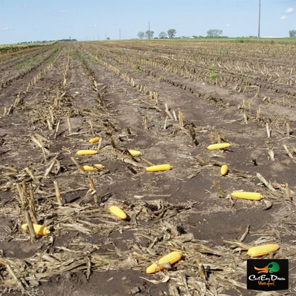 NEW AVERY GREENHEAD GEAR GHG FIELD CORN GOOSE DUCK DECOYS 12 EARS COBS