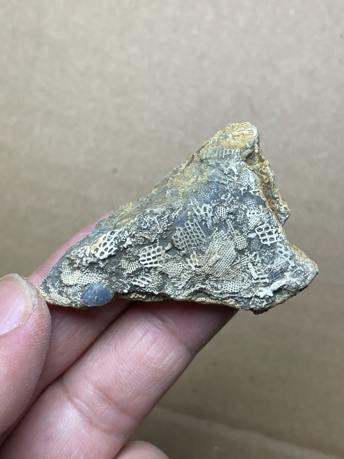 24g bryozoan Marine organisms Geologic rock specimen from Cambrian Period