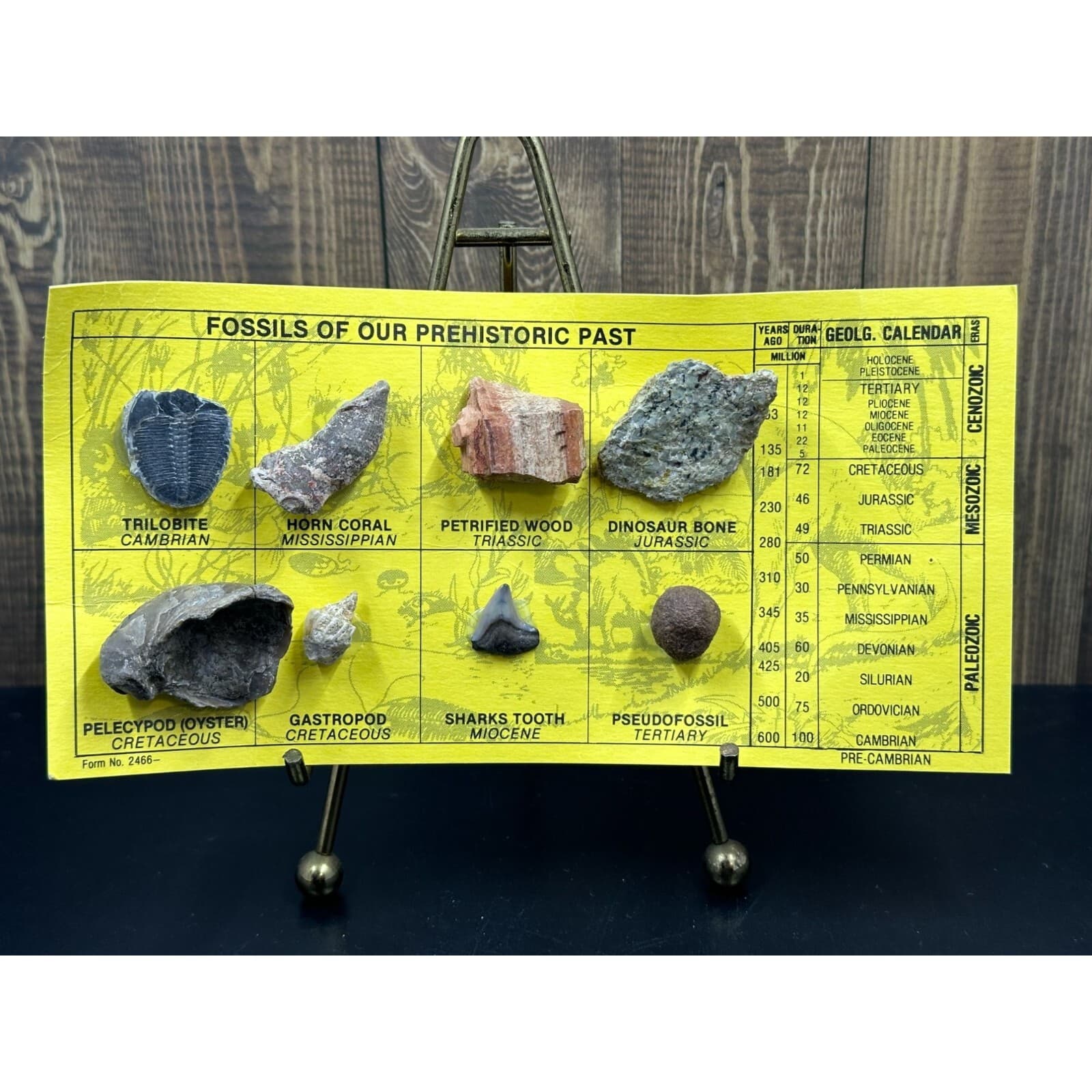 Fossils of Our Prehistoric Past Learning Educational Display