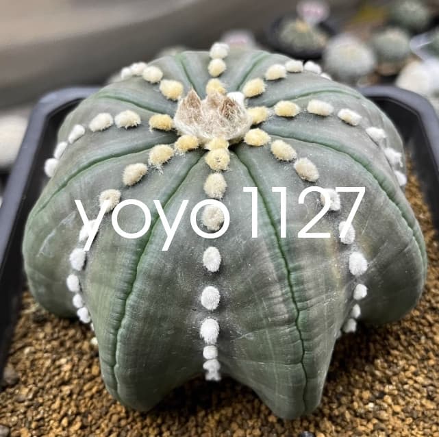 2PCS Astrophytum asterias star shap cactus Succulent plants Garden Bonsai 3-5CM