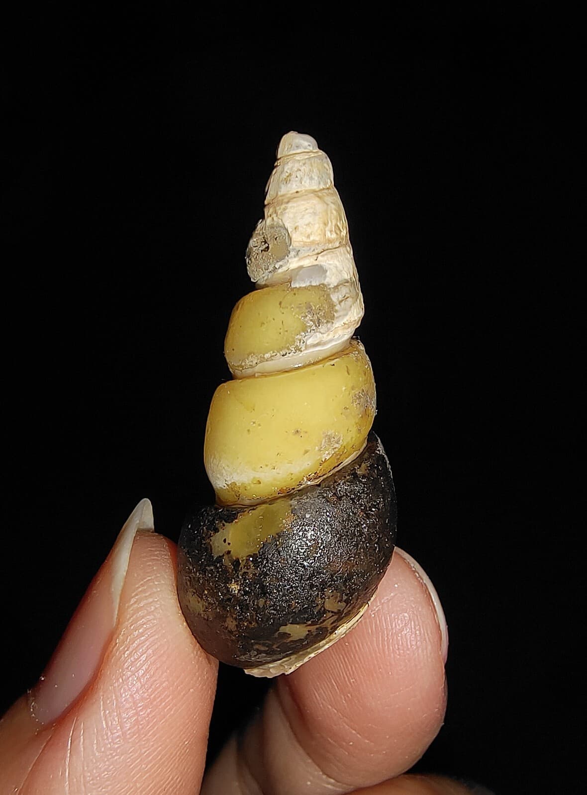 SEA SHELL FOSSIL, GASTROPODA, THIARIDAE, FROM JAVA, INDONESIA, 34MM