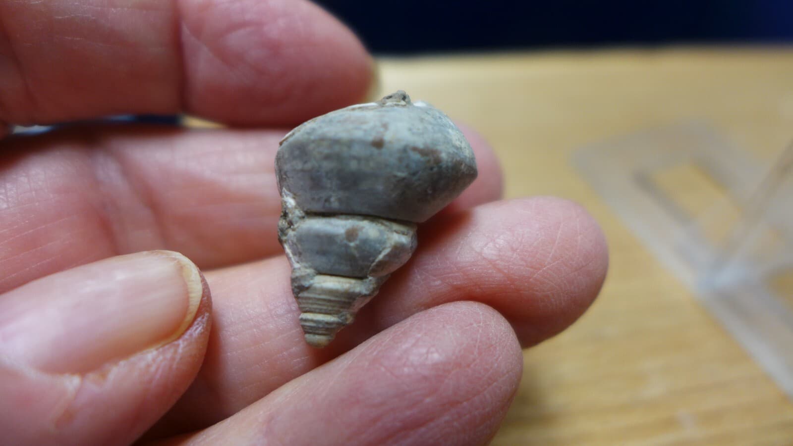 GEOLOGICAL ENTERPRISES Pliocene fossil gastropod, shell, Charonia sp. Italy