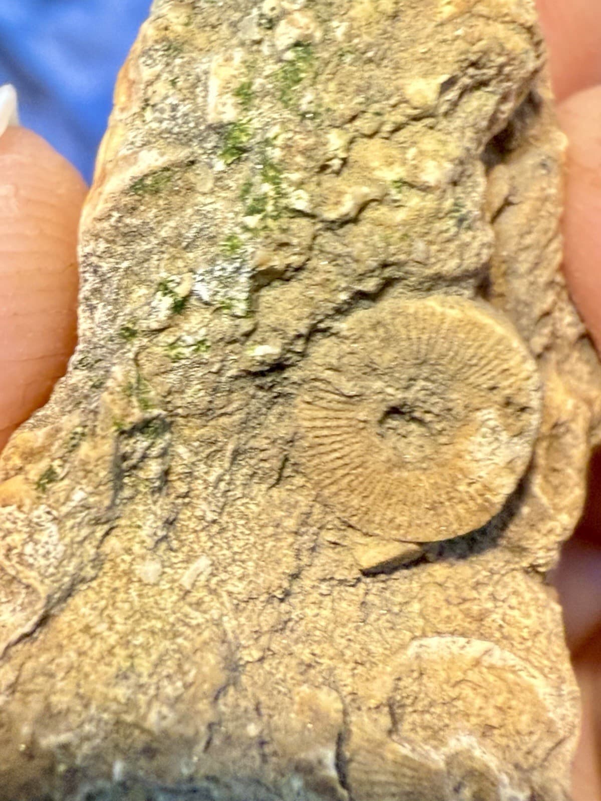 Perfectly Preserved Agatized Crinoid Fossils In Epidosite 🤩