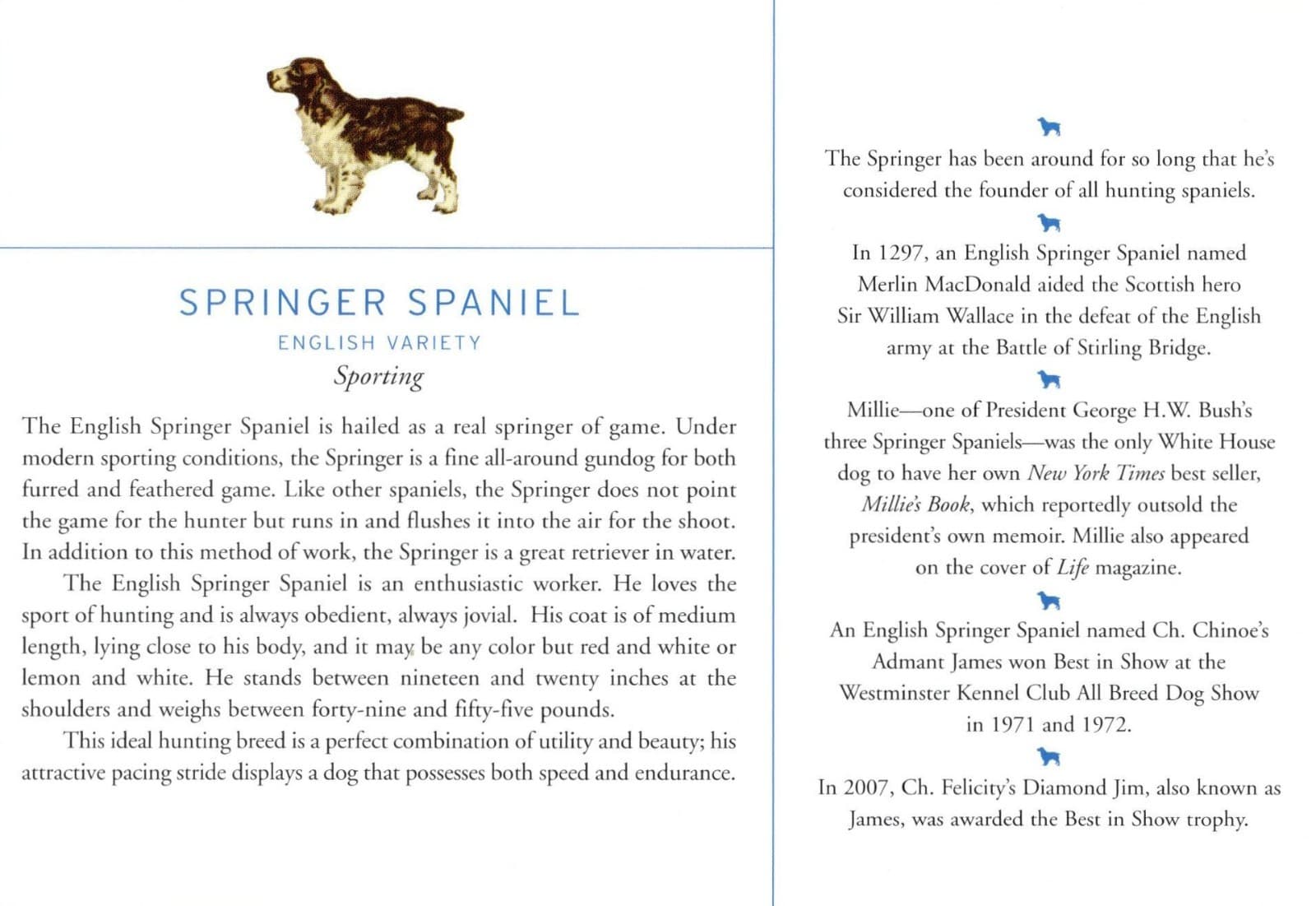 Springer Spaniel - CUSTOM MATTED Dog Art Print - Breed Description and History