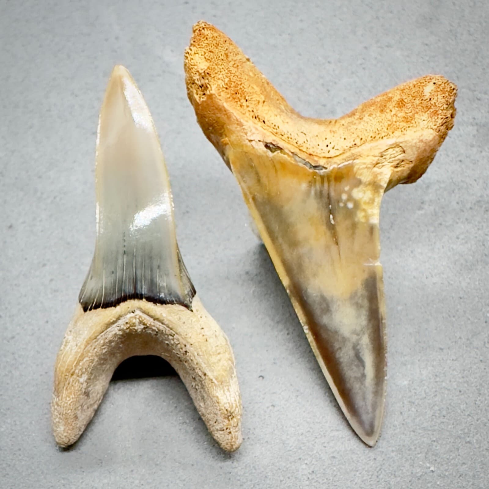 High Quality Pair 1.73" and 1.53" Fossil Shortfin Mako Teeth-I. oxyrinchus Chile