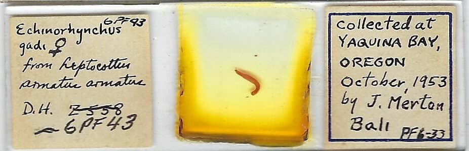 Echinorhynchus gadi w.m. from Pacific Staghorn Sculpin Microscope Slide