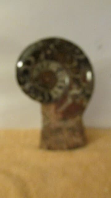 NAUTILUS FOSSIL ROCK