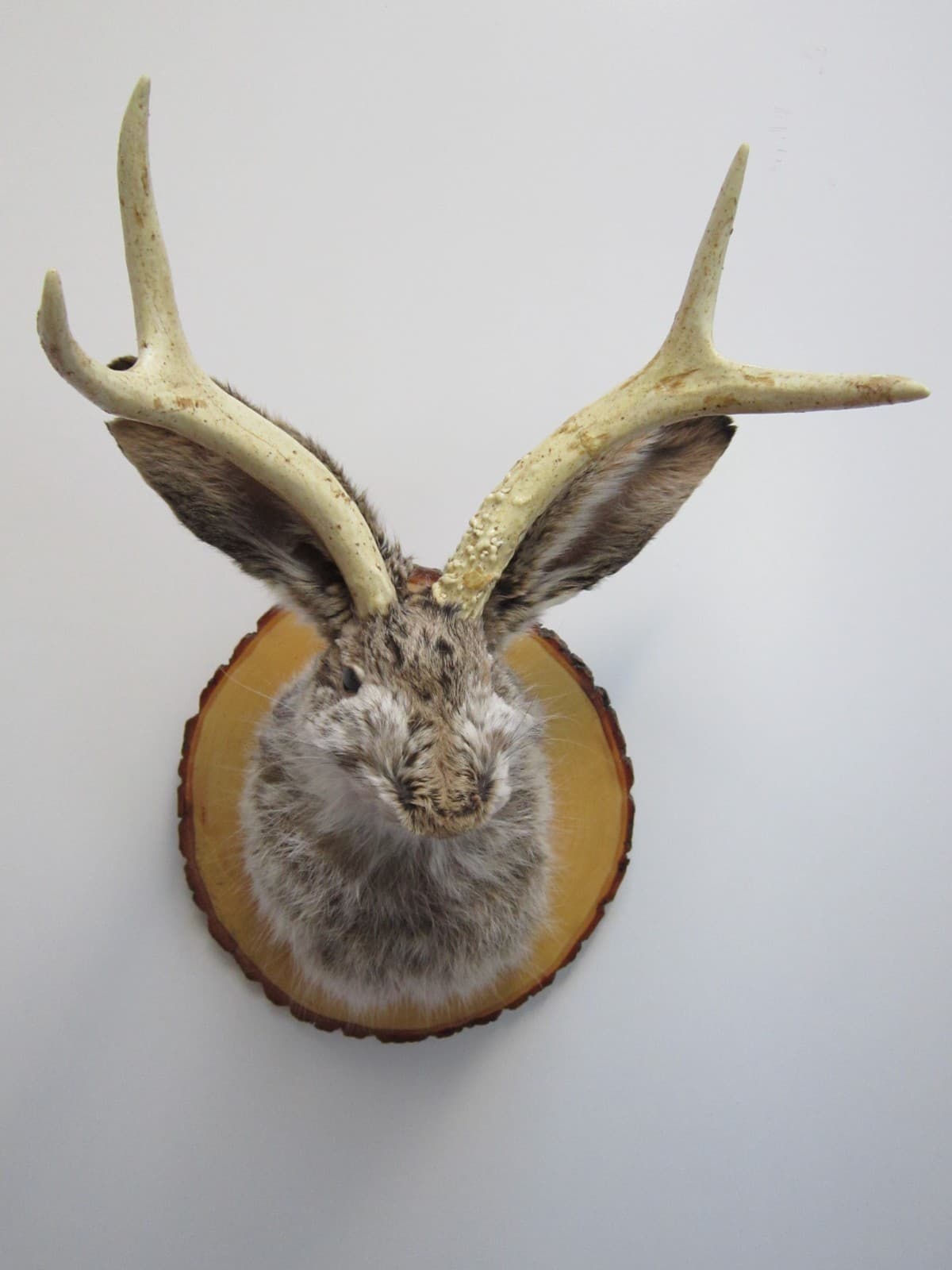 Snarling Fanged Jackalope with Certificate of "Authenticity"