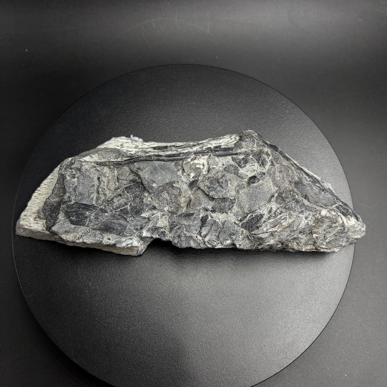 Rhinopteraspis dunensis fossil fish - Devonian Germany - 23 cm