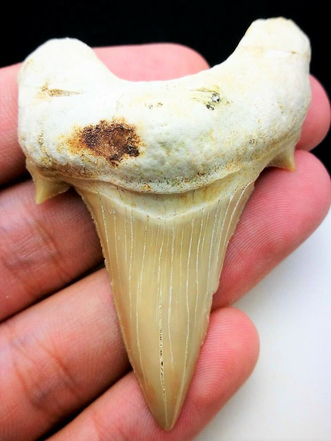 3 INCH LONG OTODUS TOOTH REAL LARGE HUGE SHARK FOSSIL EXTINCT ANCIENT RELIC NICE