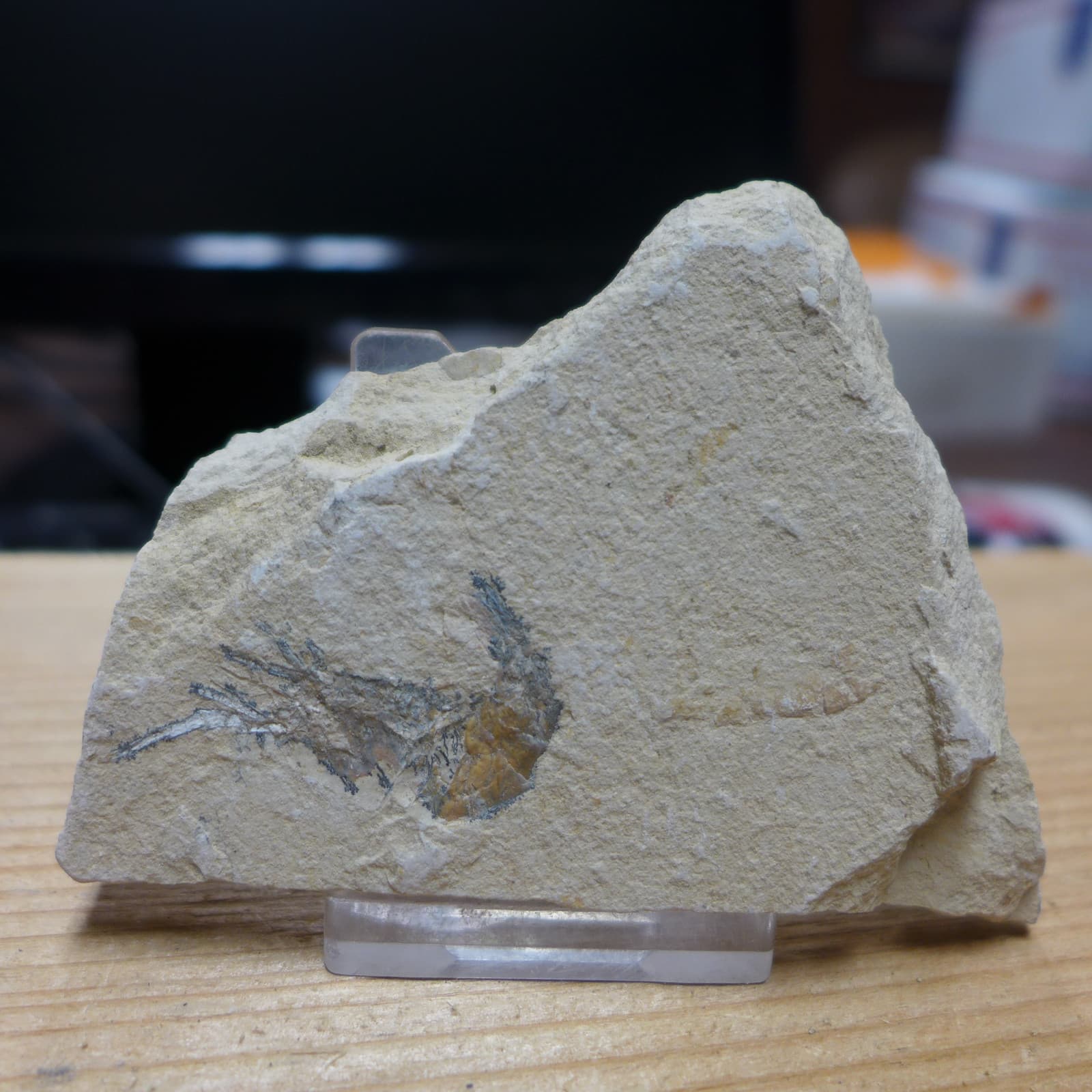 GEOLOGICAL ENTERPRISES SHRIMP FOSSIL Carpopenaeus callirostris