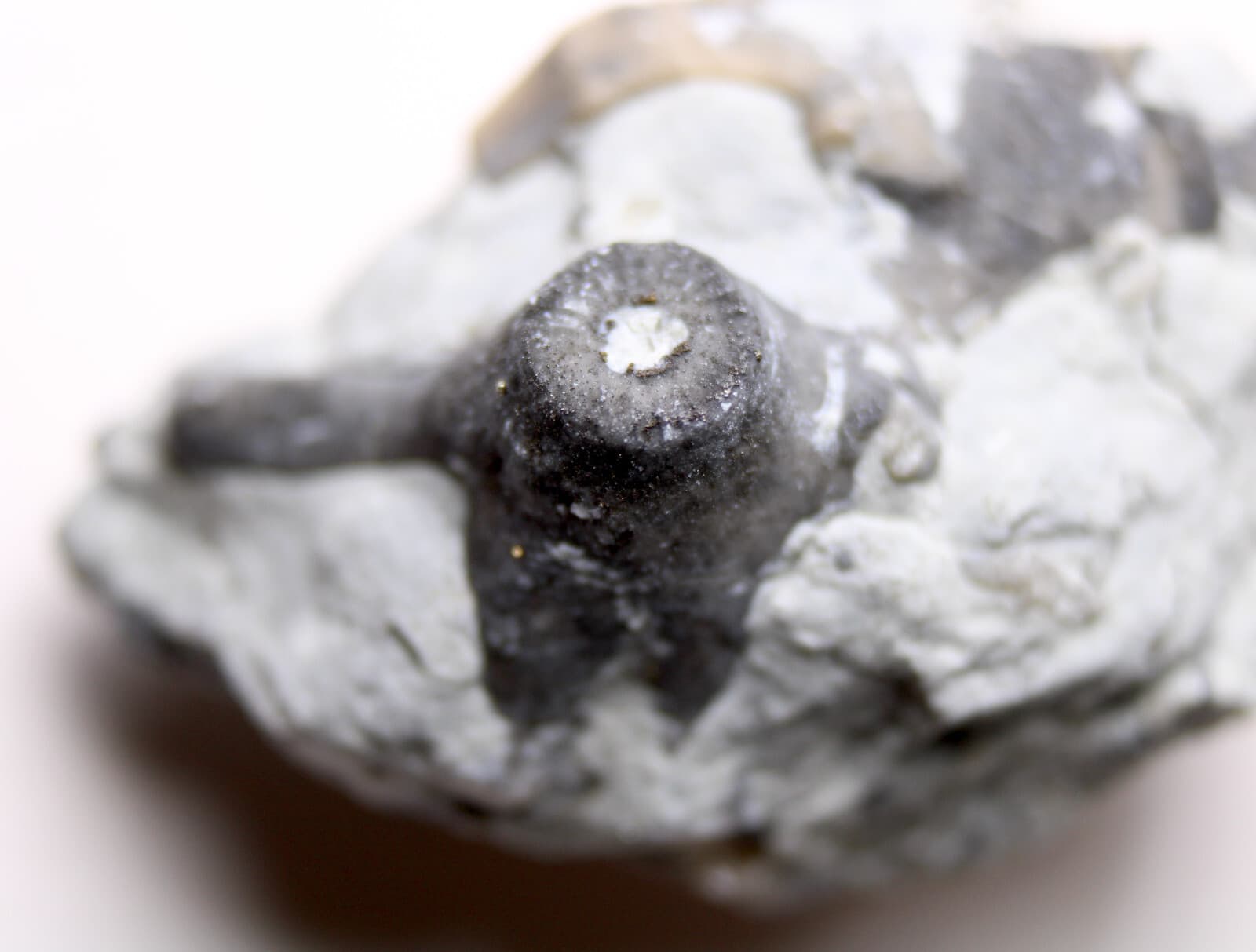 Eucalyptocrinites Crinoid Holdfast Waldron Shale Indiana Silurian Fossil