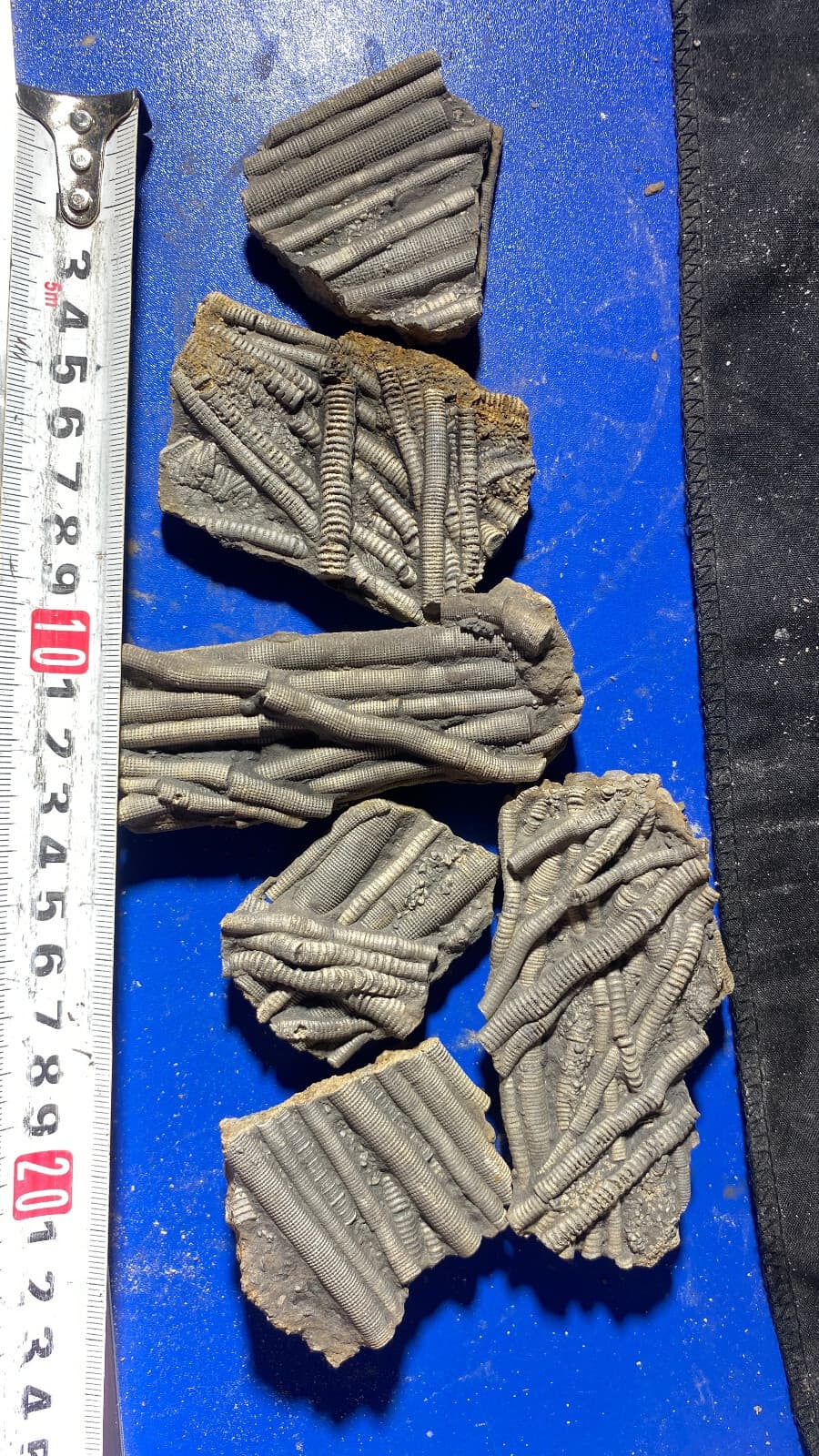 6pc Natural Devonian prehistoric Jurassic biota crinoids Fossils