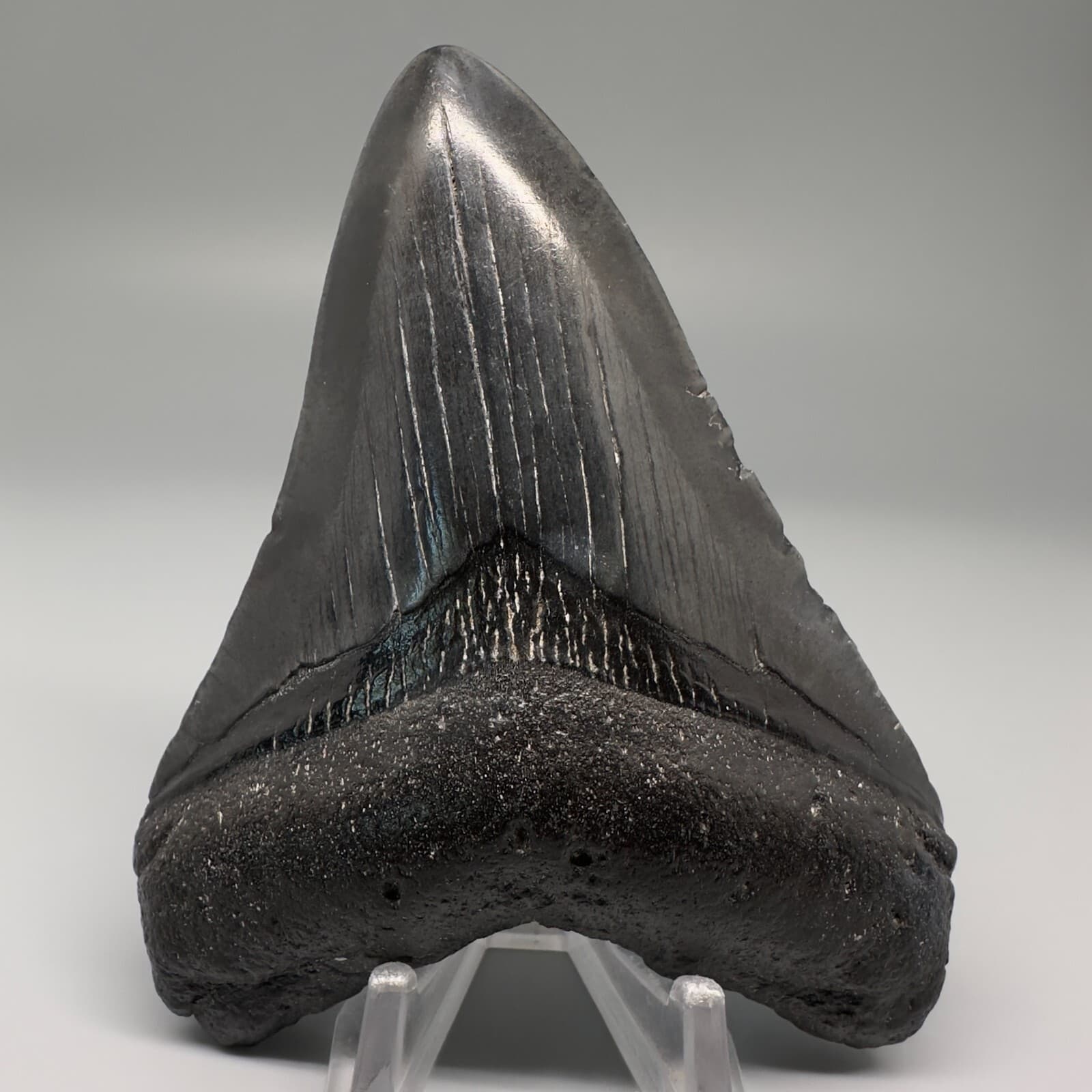 Complete Dark 3.92" Fossil MEGALODON Shark Tooth - USA