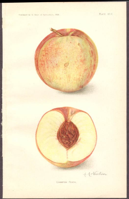 Champion Peach chromolith USDA 1908 by A A Newton