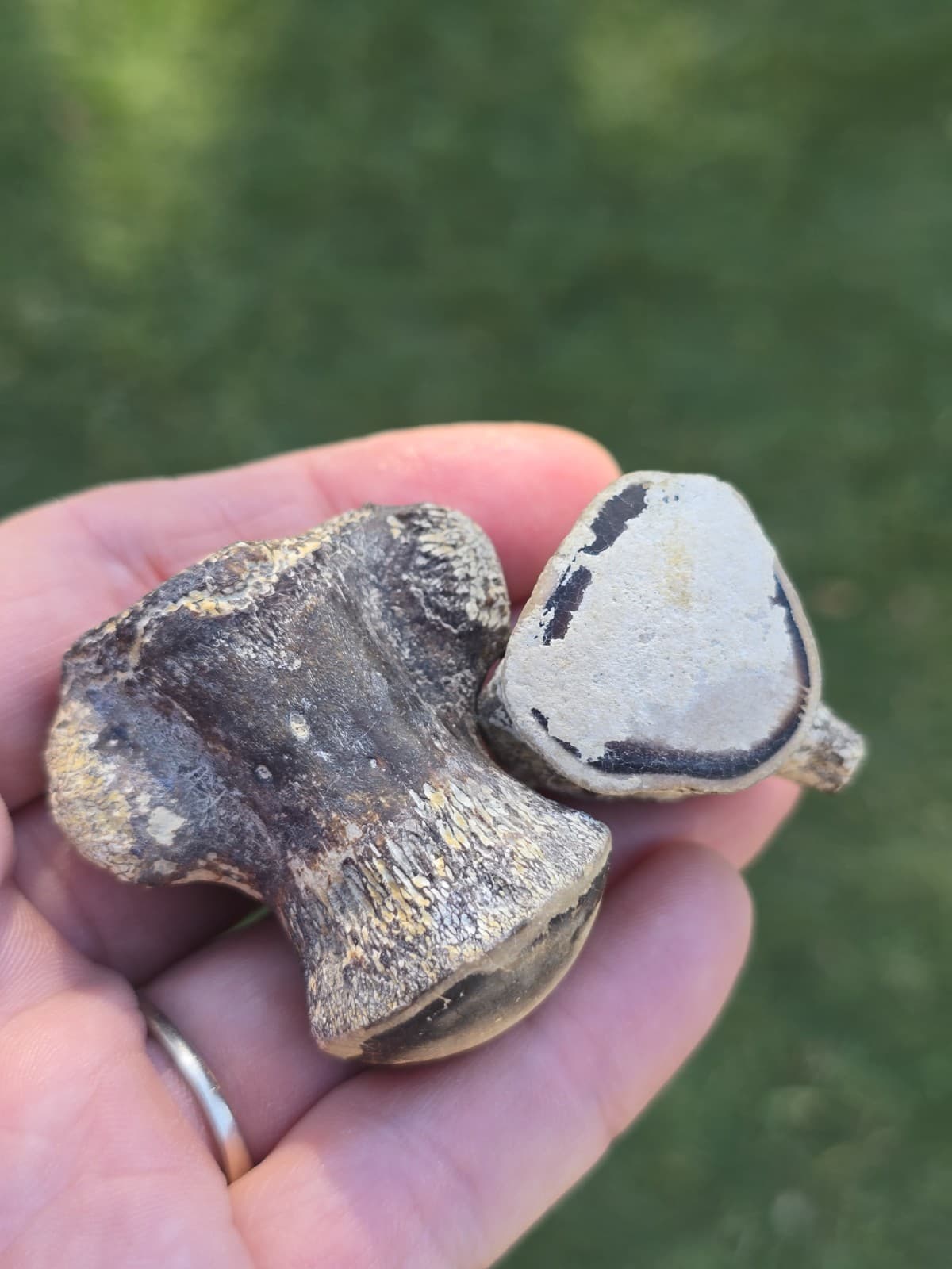 Associated Mosasaur Thoracic Pygal Vertebrae TX Fossil Mosasaurus