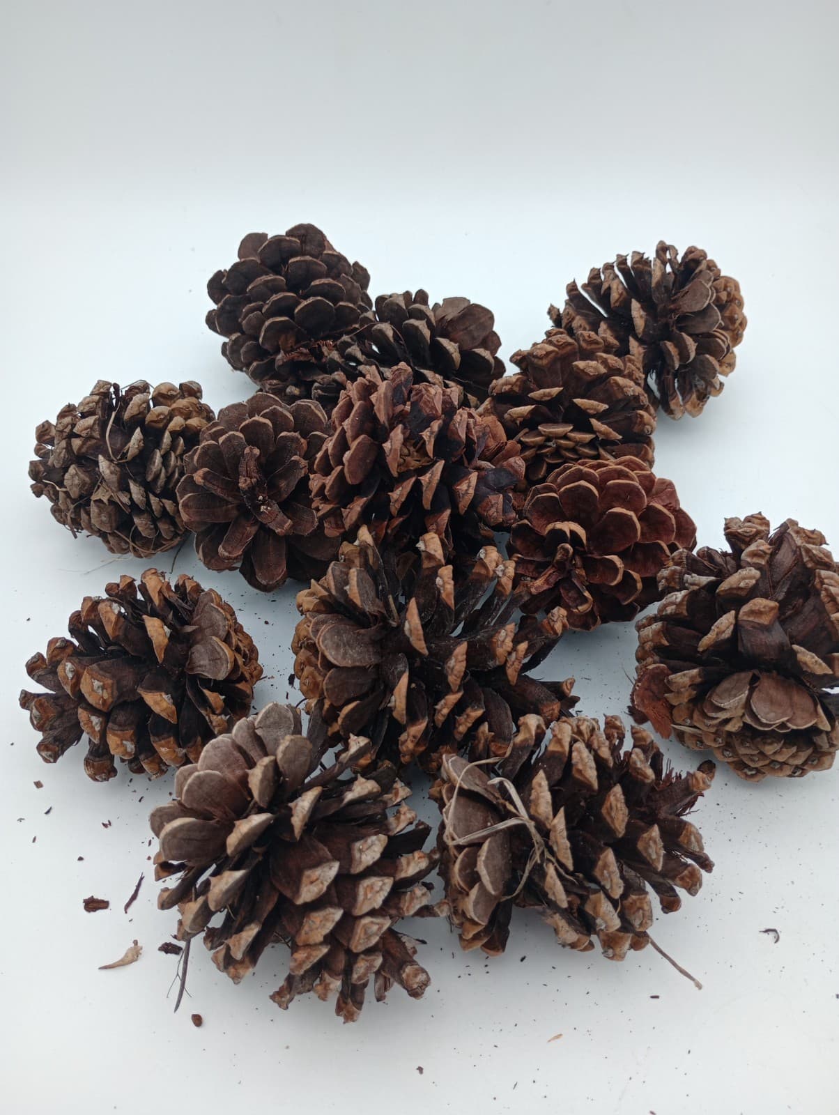 Lot of 15 All Natural Pine Cones 3 to 4" from Northern Arizona Tonto Forest