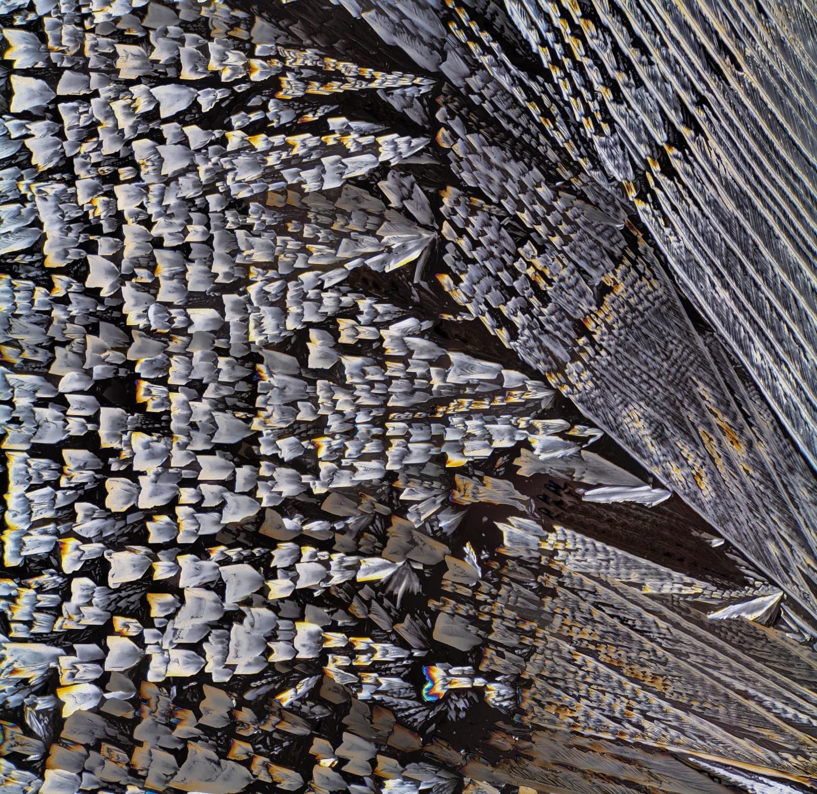 Microscope slide for polarization, Gamma Aminobutyric Acid (GABA)