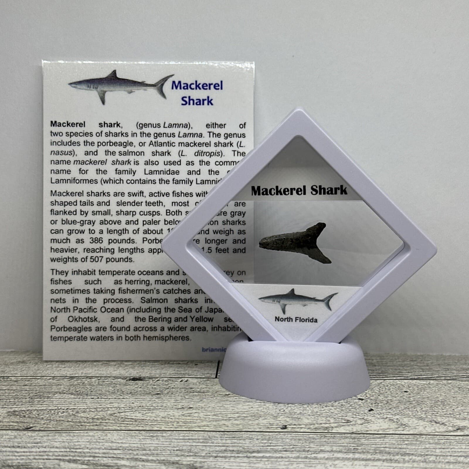 Mackerel Shark Tooth Fossil in a great Display Case