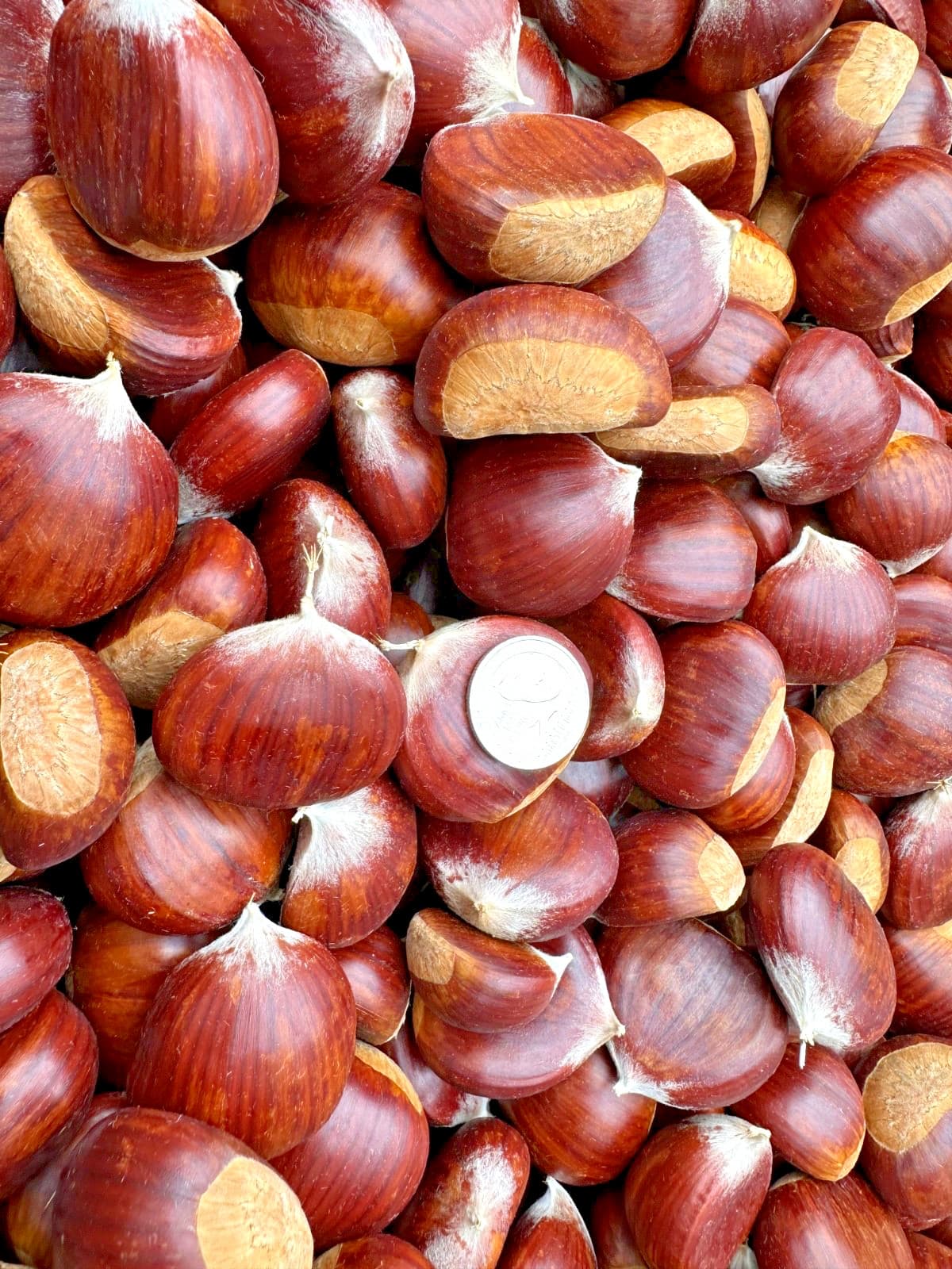 Fresh Oregon Chestnuts *LARGE* 3 lbs.