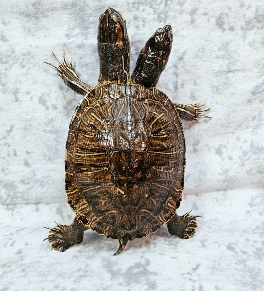 Two-Headed Turtle Taxidermy Gaff Snake Reptile Lizard