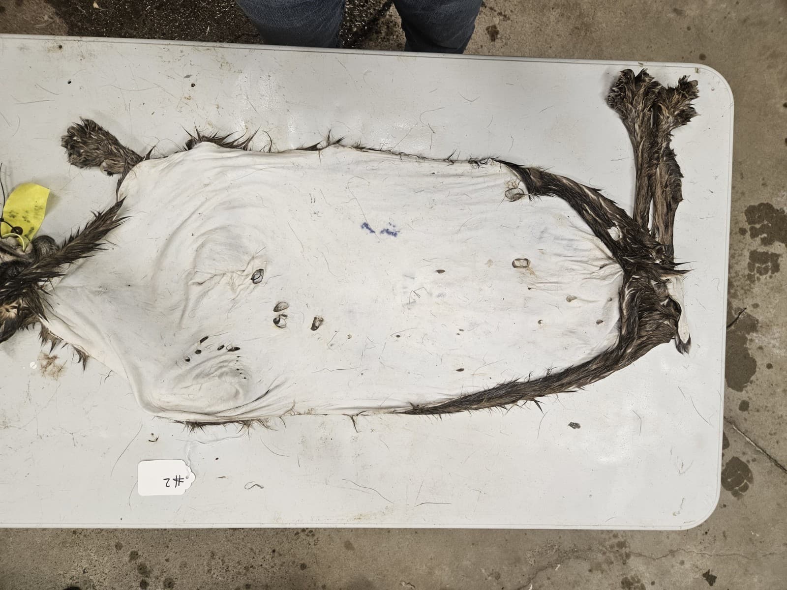 Taxidermy Wet Tanned Bobcat Hide Mountable Cape Antlers Horns