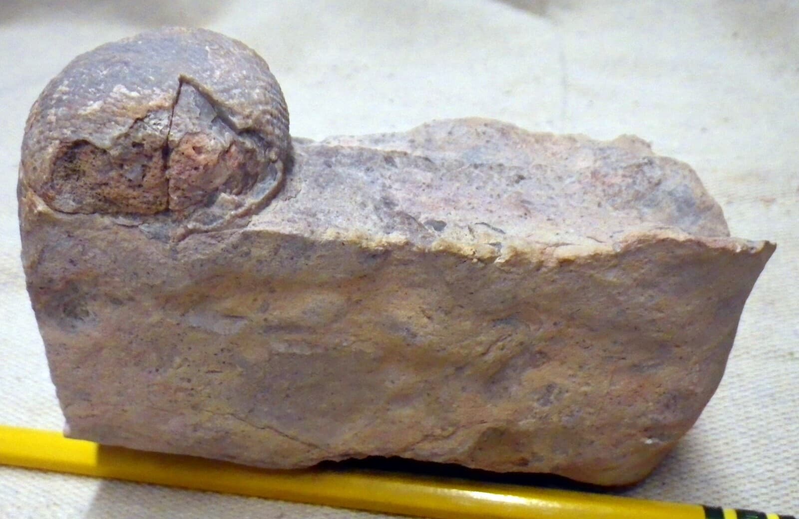 Strange Paleo Shell Fossil with base Native