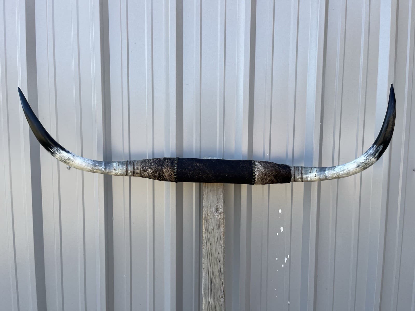 MOUNTED STEER HORNS 4 FEET WIDE LONGHORN Sanded Horn MOUNT BULL COW