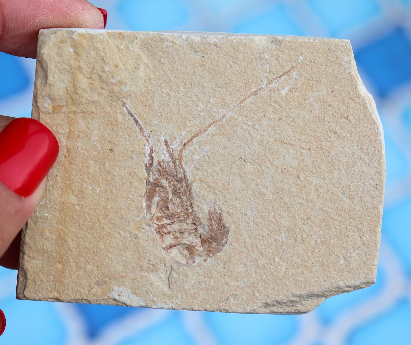 Fossil Shrimp From Solnhofen Germany - 150 MILLION YRS OLD JURASSIC 7.7 Cm's