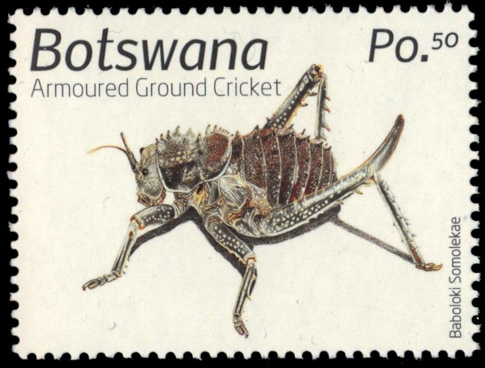 BOTSWANA 1067 - Armoured Ground Cricket "Acanthoplus discoidalis" (pb44176)