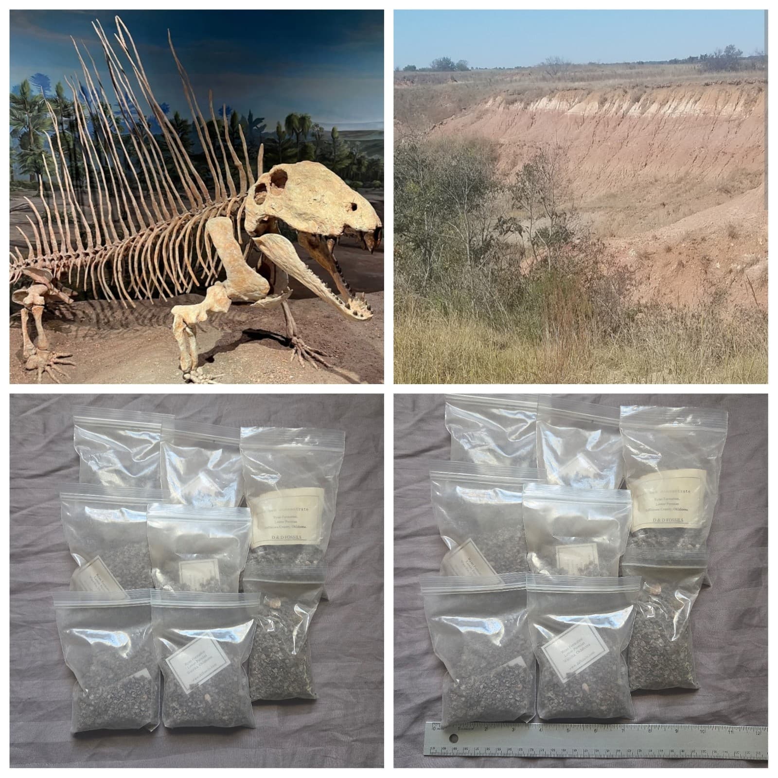 Rare Real Dinosaur Fossil Dig Experience Kit Permian of Oklahoma Edition