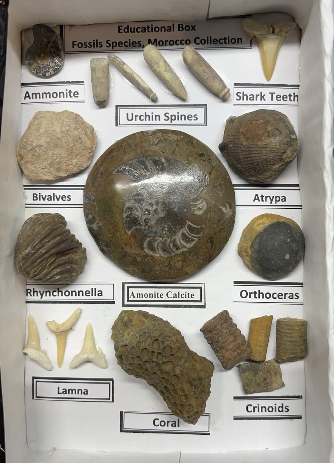 Moroccan Fossil Educational Boxes