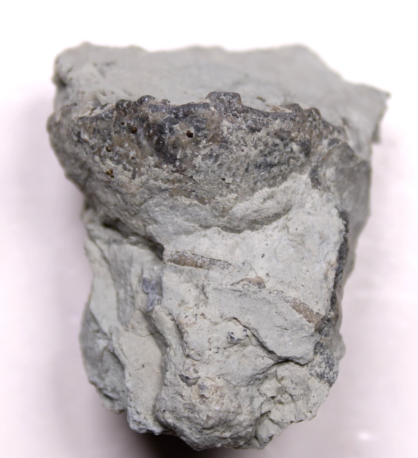 Eucalyptocrinites eldrodi Silurian Crinoid Calyx Waldron Shale Indiana Fossil